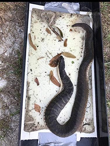 Lift-Top Size 32"x10"x3"W/ 3 Large Catch Inserts