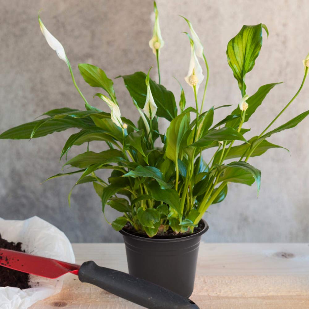 JERIA 100-Pack 0.5 Gal Nursery Pots with Labels