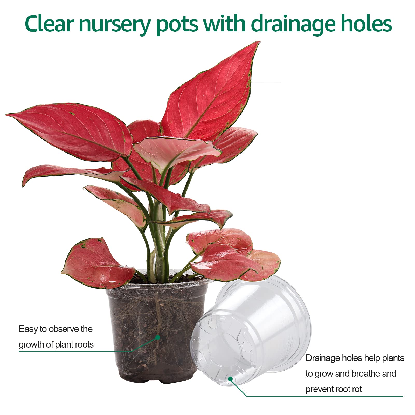 "30-Pack Clear Nursery Pots with Drainage"