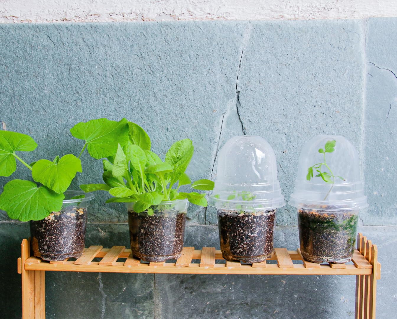 "30-Pack Clear Nursery Pots with Drainage"