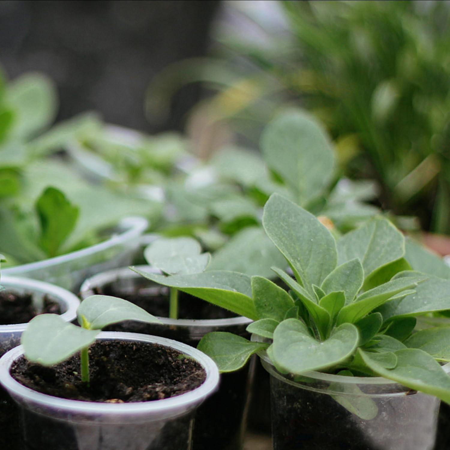 36 Pack Clear Nursery Pots with Drainage