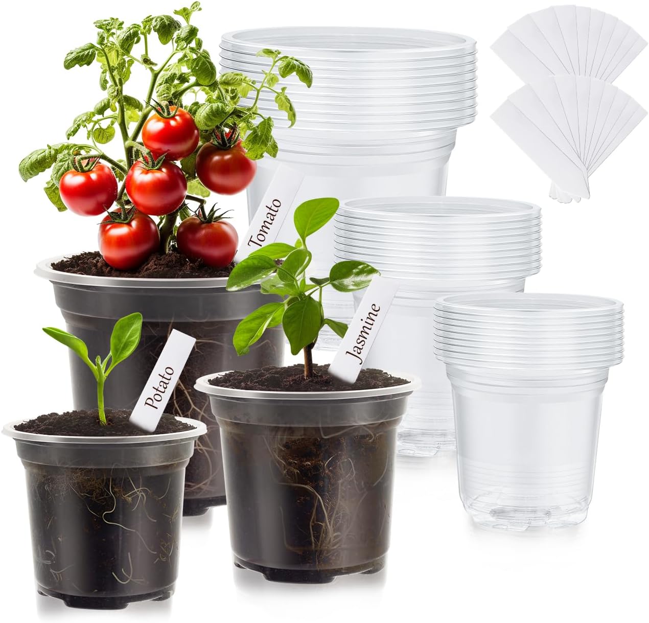 "30 Clear Nursery Pots with Labels – 3.5/4/5 Inch"