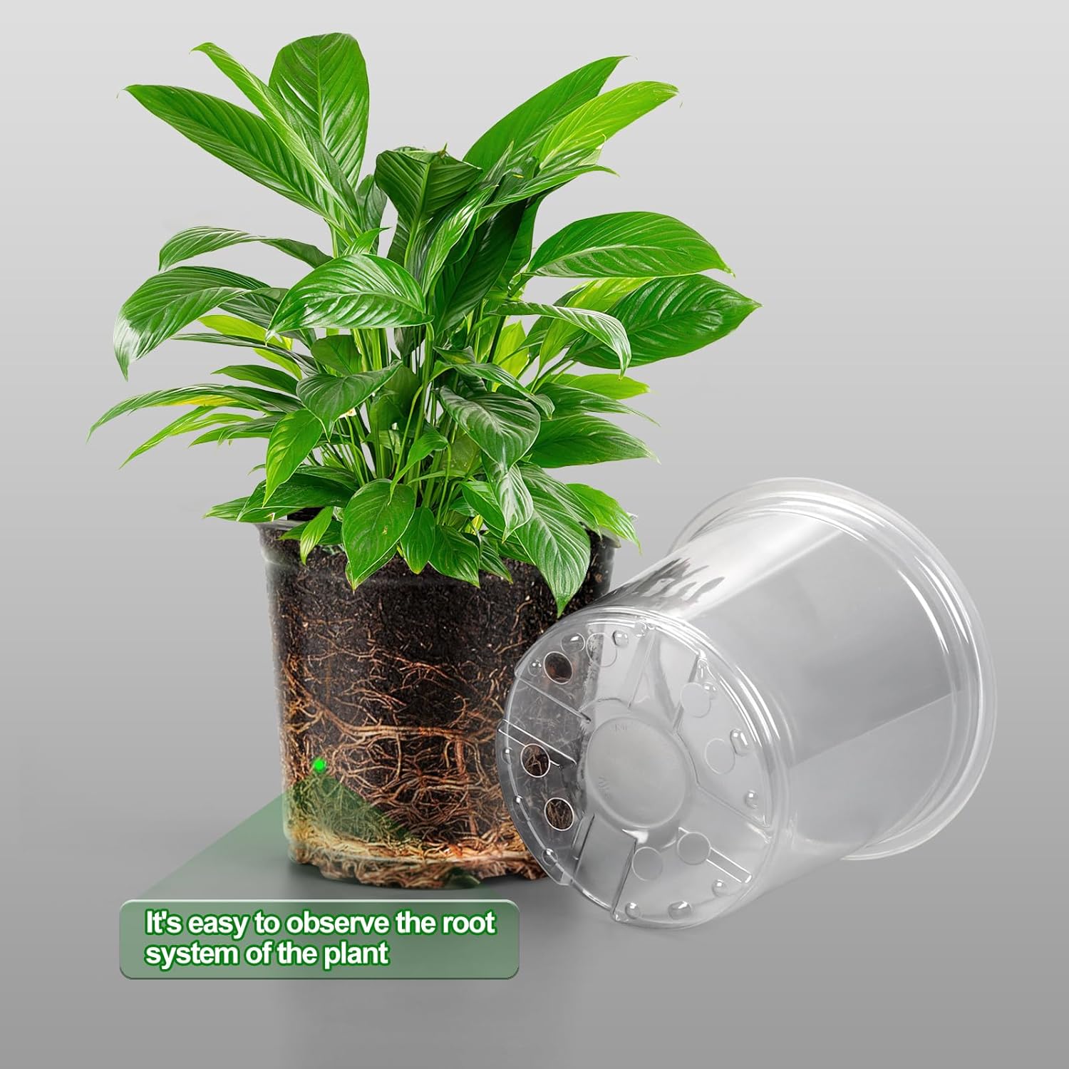 36 Pack Clear Nursery Pots with Drainage