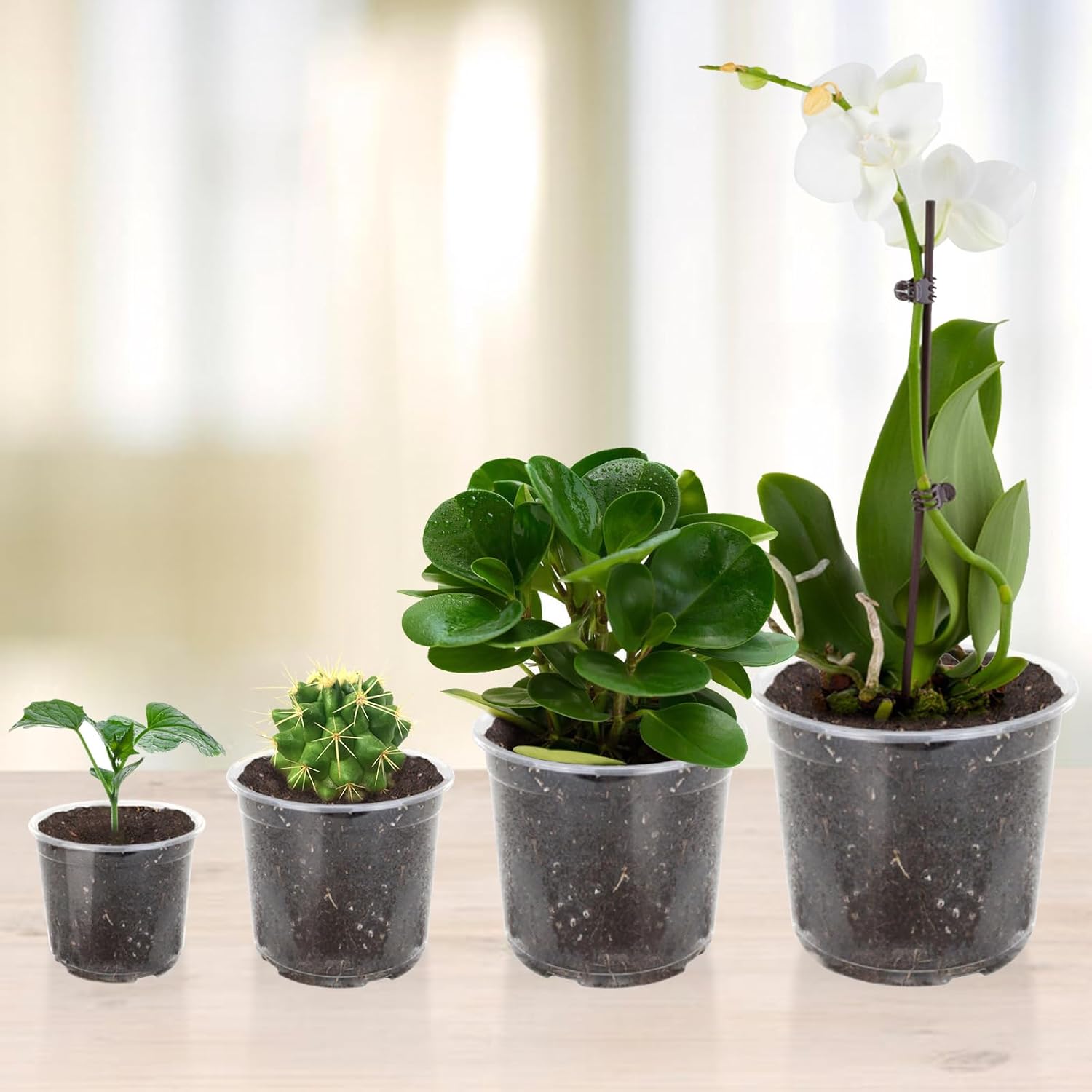 36 Pack Clear Nursery Pots with Drainage