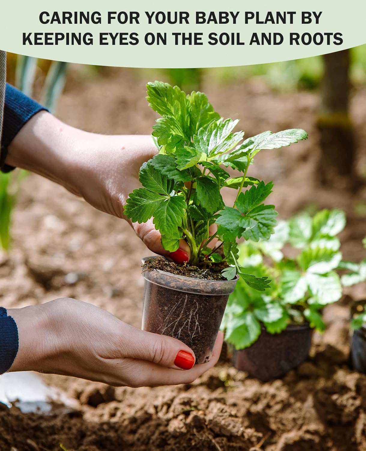 “Homenote 3" Clear Nursery Pots (60 Pack)”