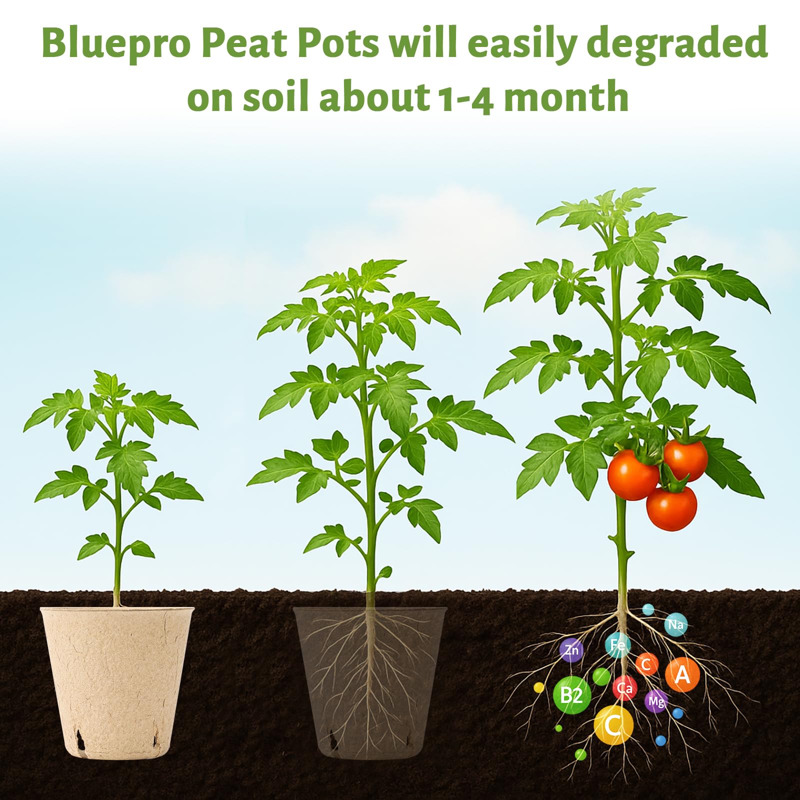 "30-Pack Clear Nursery Pots with Drainage"