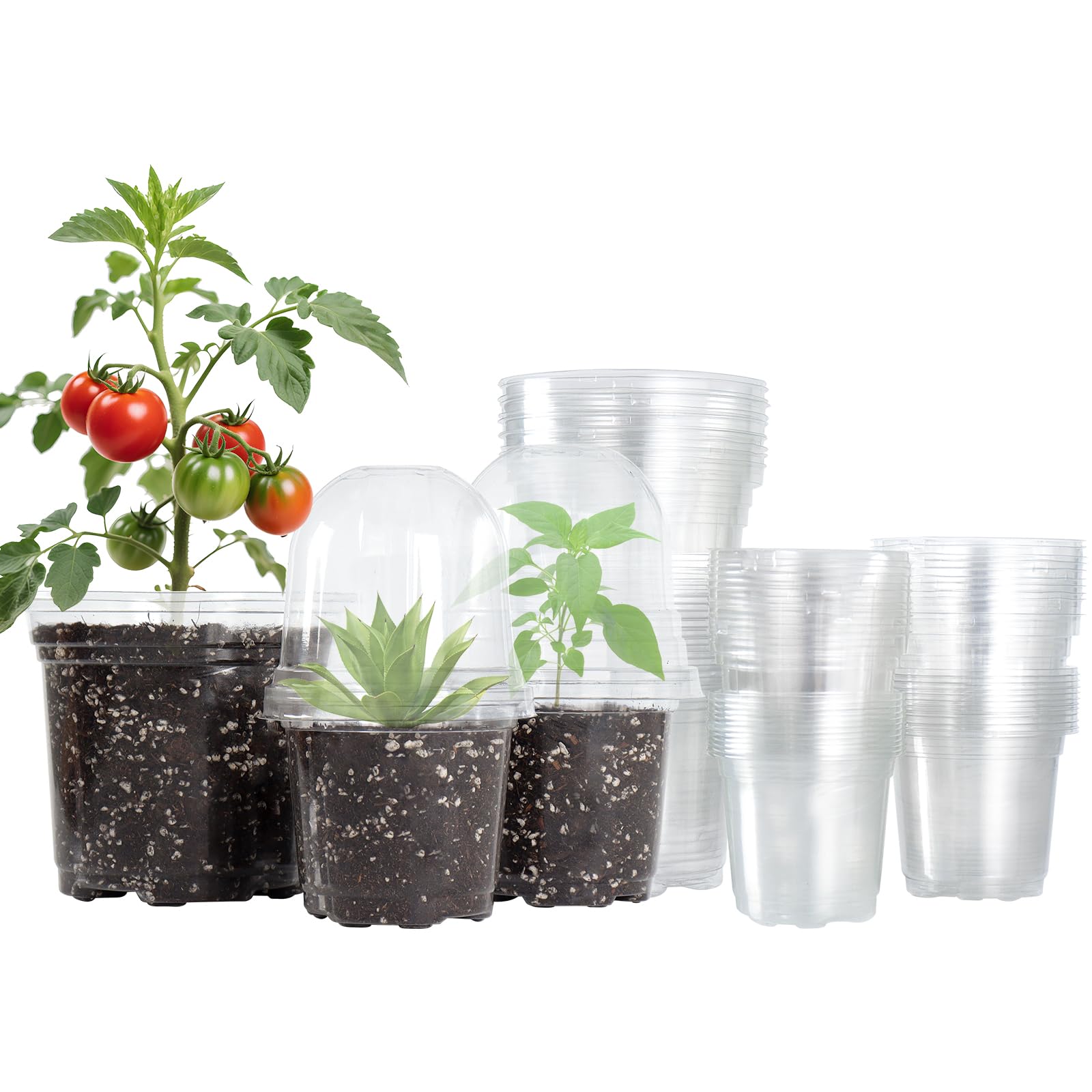"30-Pack Clear Nursery Pots with Drainage"