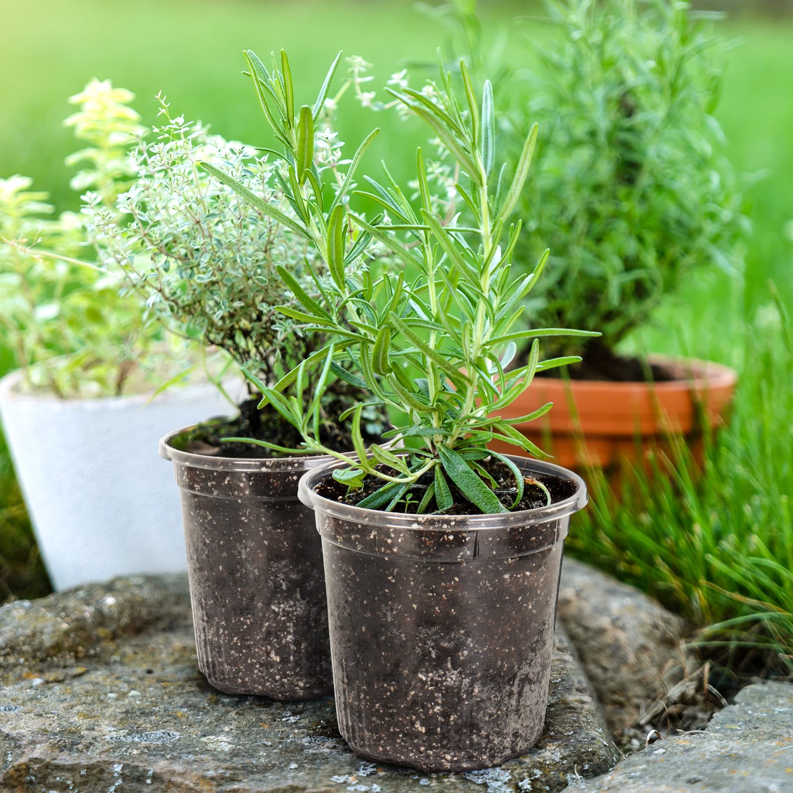"30-Pack Clear Nursery Pots with Drainage"
