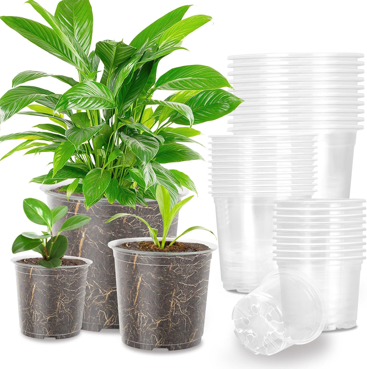 36 Pack Clear Nursery Pots with Drainage