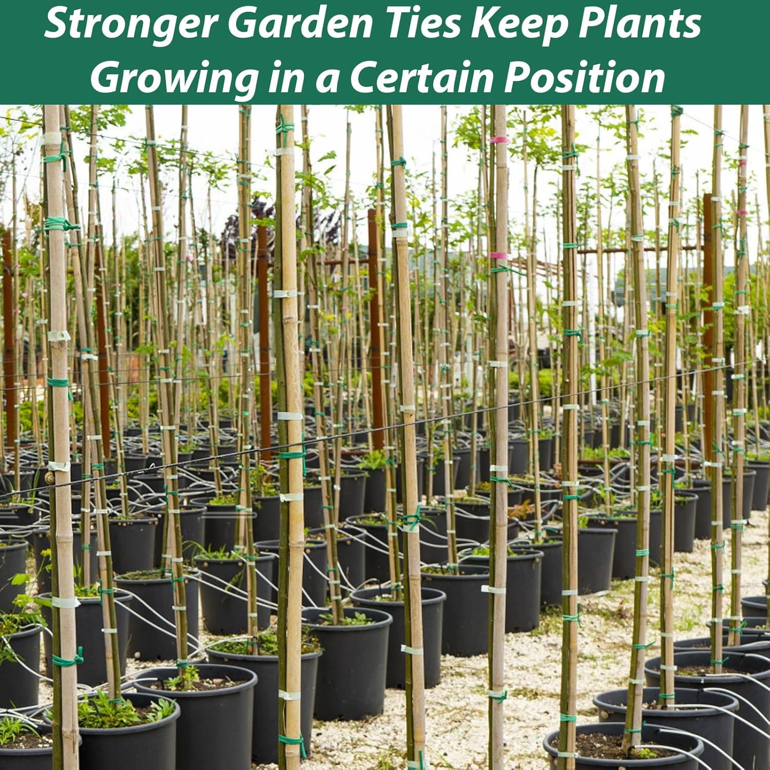 "YDSL 100ft Soft Plant Ties, 3-Pack (2.5mm)"