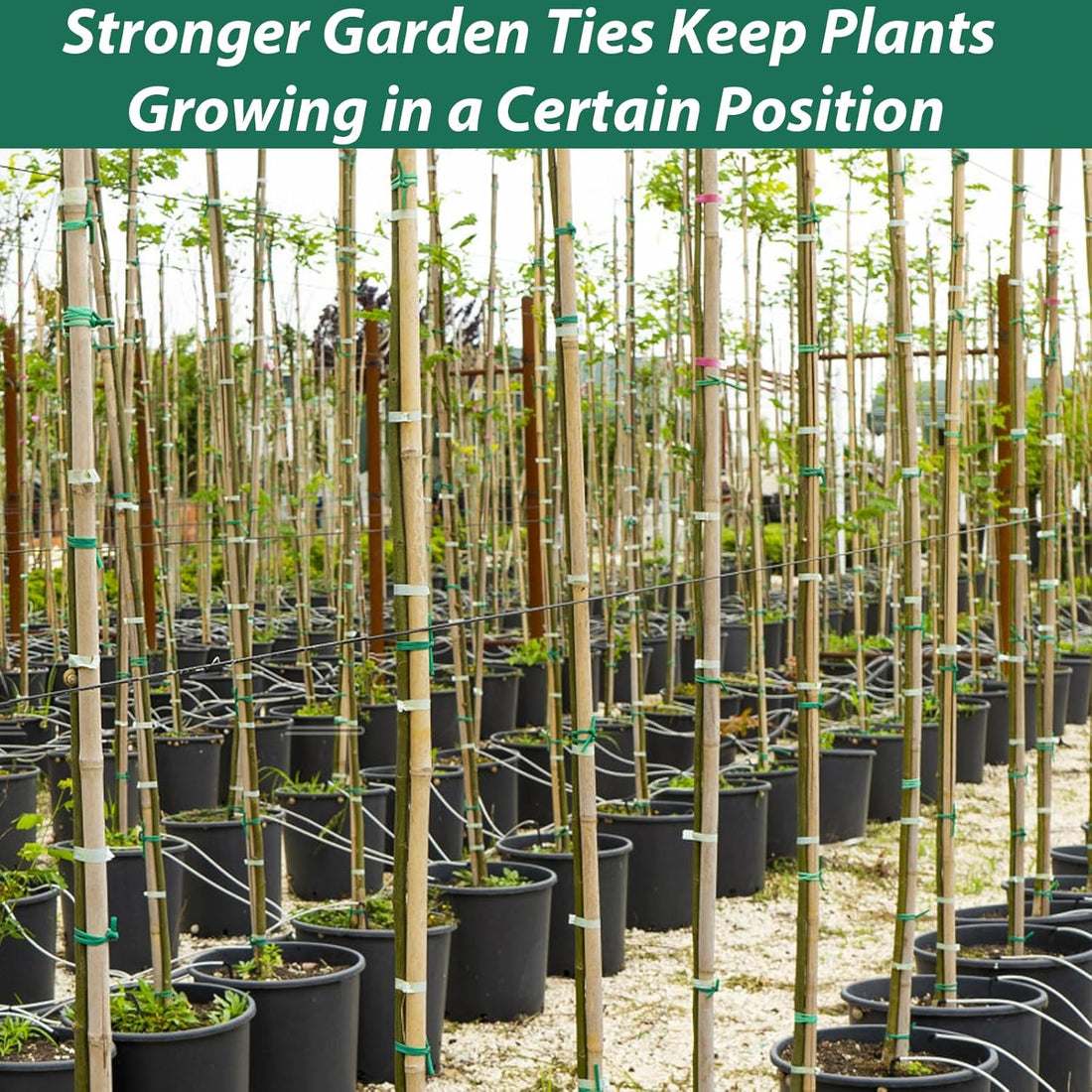 "YDSL 100ft Soft Plant Ties, 3-Pack (2.5mm)"